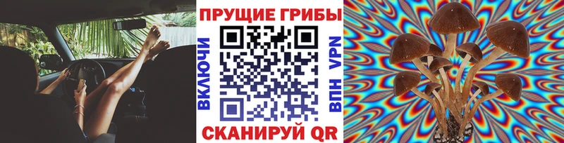 Псилоцибиновые грибы Psilocybe  Купить  Закаменск 
